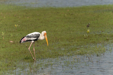 Canvas Print - Painted Stork (Mycteria leucocephala)