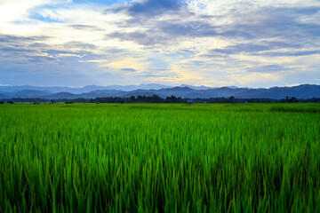 Wall Mural - view of green rice field and mountains range in the valley of Luang namta-Laos	