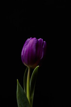Purple Tulip With Green Leaves On Black Background