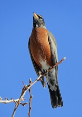 a red robin perched on  a tree branch on a sunny winter day in denver, colorado