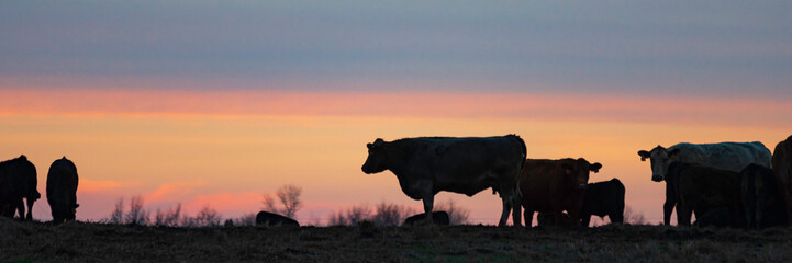 Wall Mural - Web banner beef cattle herd in silhouette against sunset