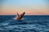 Humpback Whale Breach