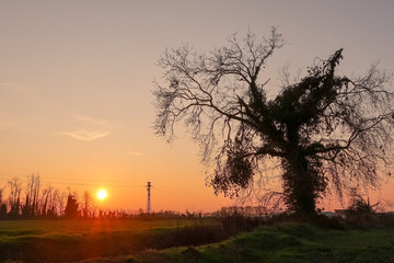 Wall Mural - Albero al tramonto sole cielo controluce