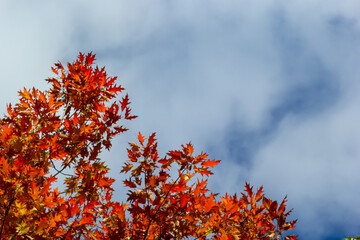 Wall Mural - Yellow leaves on autumn trees against the blue sky