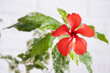 Red hibiscus varietal flower with variegated leaves in a wicker planter in the interior against a white brick wall. Growing house plants in a pot at green home
