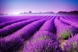 Fototapeta Krajobraz - Lavender field at the early morning