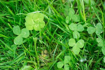 green clover leaves background with some parts in focus. four - leaf clover in the middle of the usual Shamrock . background concept for st. patrick's day, luck, irish culture. High quality photo