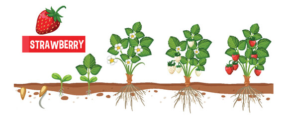 Wall Mural - Strawberry Plant Growth Stages