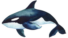 Beautiful Killer Whale In The Ocean Isolated Background. Watercolor Splashes, Drops And Stains Of Paint Hand Drawing