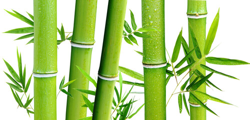  Green bamboo on a white background