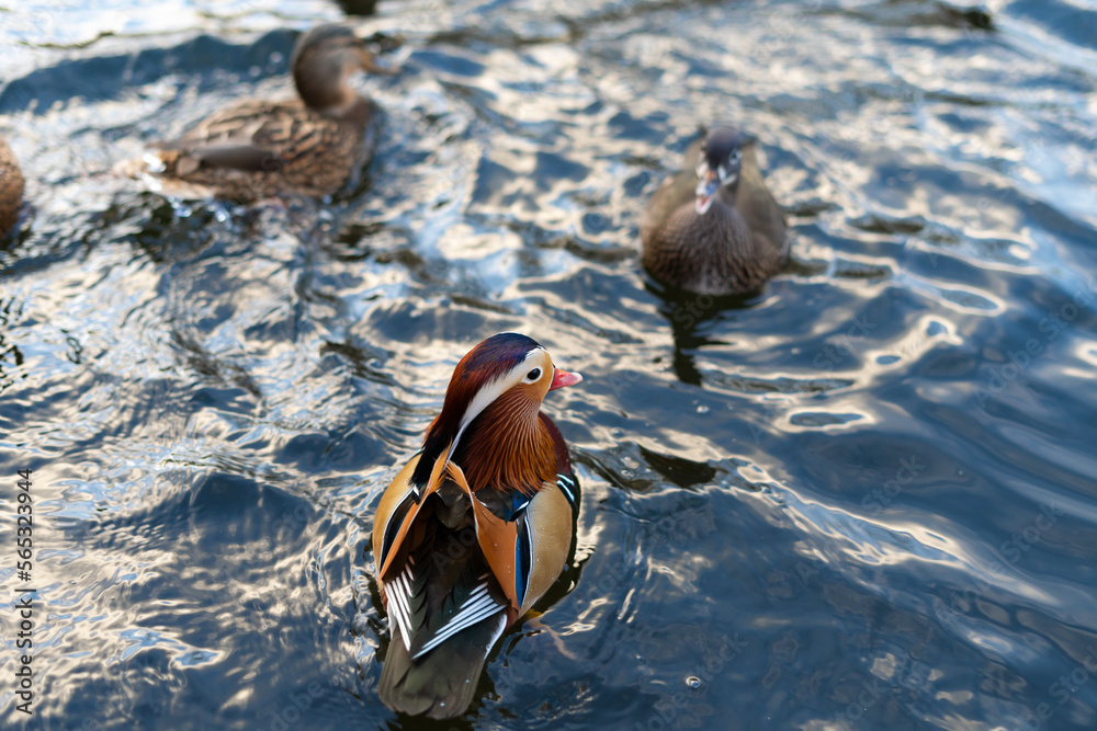 Horizontal image of a male and female mandarin duck swimming on water ...