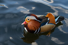 A drake mandarin duck in mating season with brightly colored feathers floats on the water at sunset. Image for your design