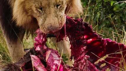 close up lion tears apart prey in kenya. wild majestic dangerous lion eats the bloody meat of prey. 