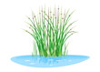 Lakeshore bulrush plant grow near the water isolated illustration, water plants for decorative pond in landscape design garden, green lake bulrush plants in water on side view, needle leaves plant