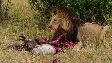 lion eats bloody wildebeest meat closeup. watching eating of wild dangerous majestic mammal animal o
