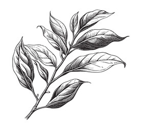 Canvas Print - Tea leaves hand drawn sketch in doodle style Vector illustration