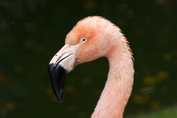 Wall Mural - Flamingo