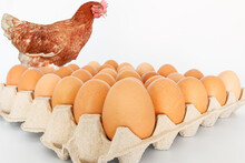 Fresh Chicken Eggs In An Egg Stall And  Brown Young Hens On  White Background