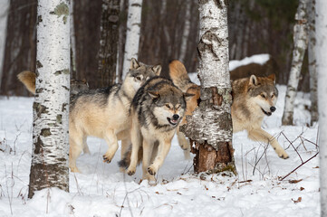 Wall Mural - wolves (canis lupus) chase through woods winter