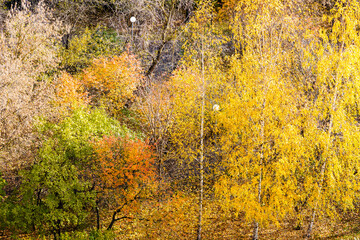 Wall Mural - above view of colorful trees in city park on sunny autumn day