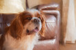 © Rob Thorley - Digital painting of a closeup profile shot of a single isolated Blenheim Cavalier King Charles Spaniel.