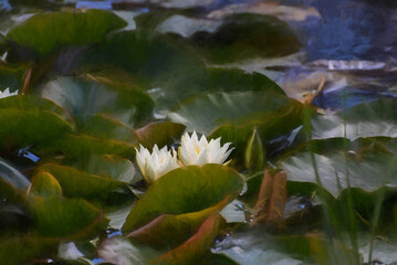 Digital painting of a white waterlily and green lily pads on a pond.