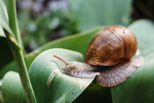 Helix Pomatia Also Roman Snail, Burgundy Snail, Edible Snail Or Escargot. Snail Muller Gliding On The Wet Leaves. Large White Mollusk Snails With Brown Striped Shell, Crawling On Vegetables.