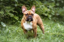 Portrait Of Young French Bulldog Dog On Green Grass In Forest