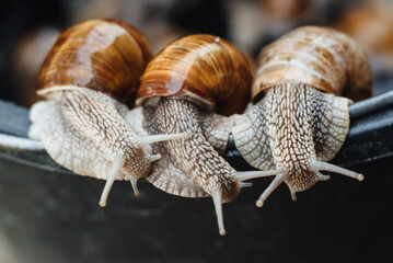 Grape snails climb on a black plastic bucket. Funny snails bask in the sun.