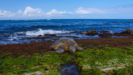 Wall Mural - Sea turtle on Hawaiian beach