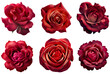 Assorted red roses on transparent PNG background. Flatlay top view of rose flowers. Floral graphic resources. Created with Generative AI technology.