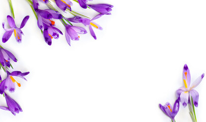 Wall Mural - frame of violet crocuses on a white background with space for text. spring flowers. top view, flat l