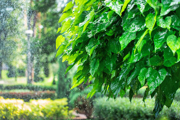 Wall Mural - A wonderful summer landscape. Raindrops fall on green leaves of trees. A wonderful summer landscape.