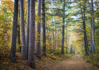 Wall Mural - Forest service road through a Northern Wisconsin woodland in peak autumn colors.  Vilas County, WI.