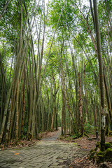 Wall Mural - Bamboo Garden and Bamboo Forest Path at Berastagi - North Sumatra