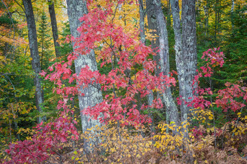 Wall Mural - Roadside autumn color along a county road in Vilas County, Wisconsin.