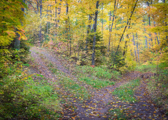Wall Mural - Two forest service roads converge in a Northern Wisconsin woodland in peak autumn color.