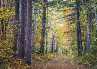 Wall Mural - Forest service road through a Northern Wisconsin woodland in peak autumn colors.  Vilas County, WI.