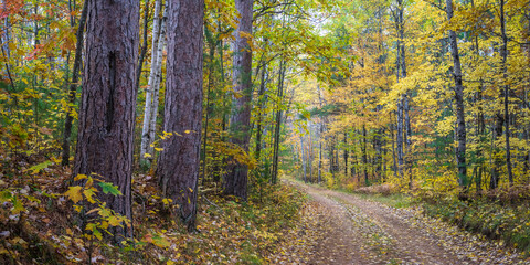 Wall Mural - Forest service road through a Northern Wisconsin woodland in peak autumn colors.  Vilas County, WI.