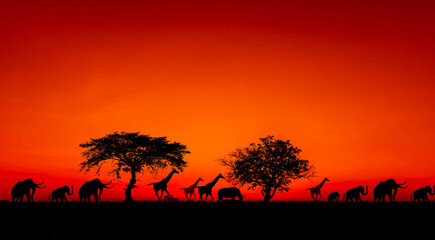 Wall Mural - sunset and sunrise.Panorama silhouette tree in africa with sunset.Dark tree on open field dramatic sunrise.Safari theme.Giraffes.