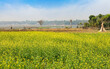 Agriculture field with mustard flower plants waiting to be harvested at a village in Hampi, Karnataka India