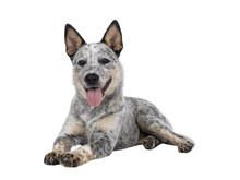 Sweet Cattle Dog Puppy, Laying Down Side Ways On Wdge. Looking Sweet Towards Camera. Isolated Cutout On Transparent Background.  Mouth Open Tongue Out Panting.