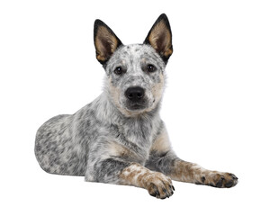 Poster - Sweet Cattle dog puppy, laying down side ways on wdge. Looking fierce towards camera. Isolated cutout on transparent background. Mouth closed.