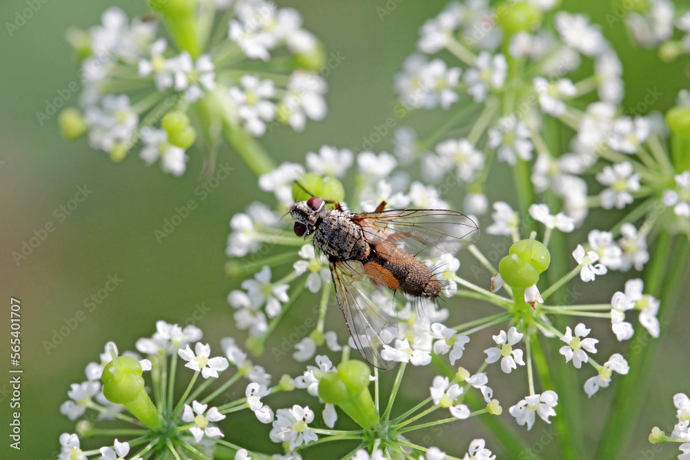 Tachinid fly (Tachinidae sp). Parasitoids of other insects. The larvae ...