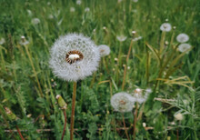 Several Fluffy White Dandelions With Seeds On A Background Of Green Grass Close-up. The Concept Of Spring, May And The Threshold Of Summer.
