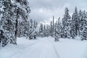 Wall Mural - Forest near Lake Louise in Banff Park