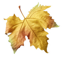 Yellow Leaf Isolated