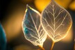  a close up of a leaf with a blurry background of the leaves and the light from the back of the leaf is shining on the top of the leaf.  generative ai