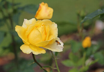 Sticker - Yellow Rose and a bee