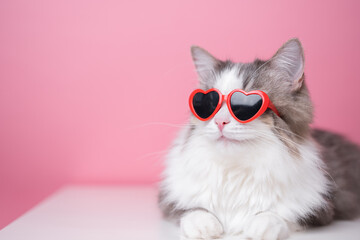 Cute funny cat in red heart shaped sunglasses sits on a pink background. Postcard with cat with space for text. Concept Valentine's Day, wedding, women's day, birthday